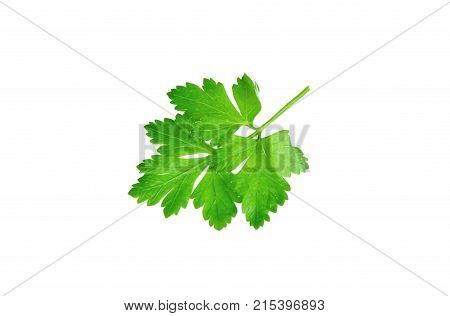 close up from fresh Parsley or petersilie on white background