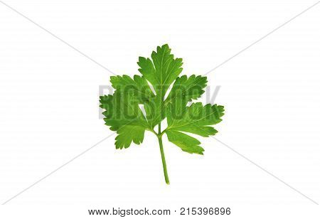 close up from fresh Parsley or petersilie on white background