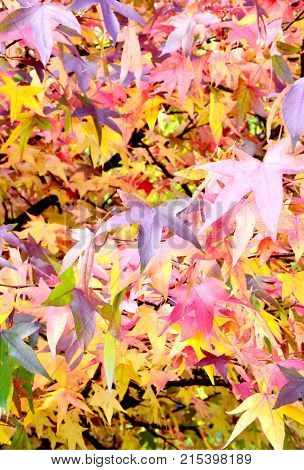Many color of American sweetgum leaves on tree with full frame