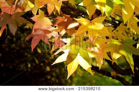 Season change with colorful leaf and full frame