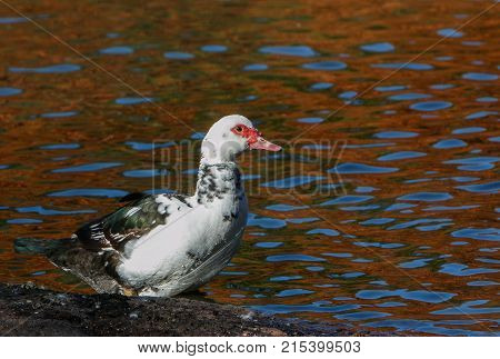 Muscovy Duck in a Central Park pond.