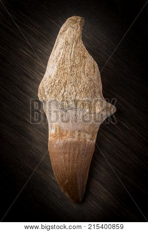 Fossil Mosasaur Tooth On Wood Background With Root