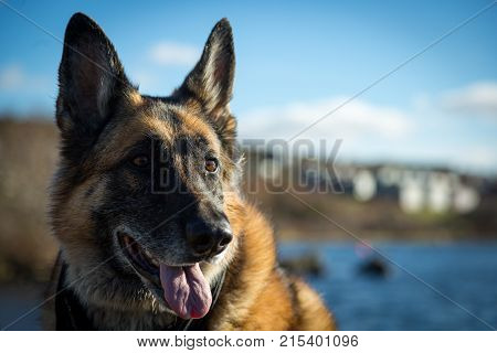 Wet German Shepherd Dog Standing By Quidi Vidi Lake