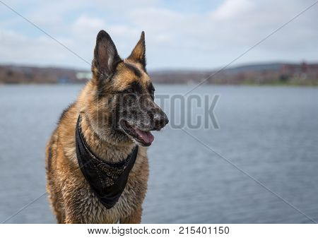 Wet German Shepherd Dog Standing By Quidi Vidi Lake