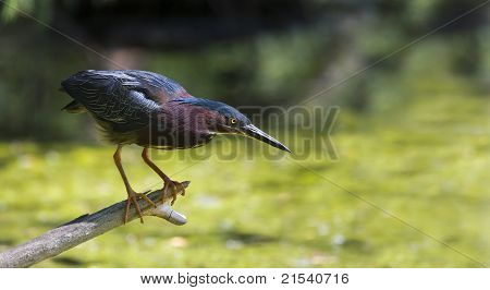 Green Heron (butorides Virescens Virescens)