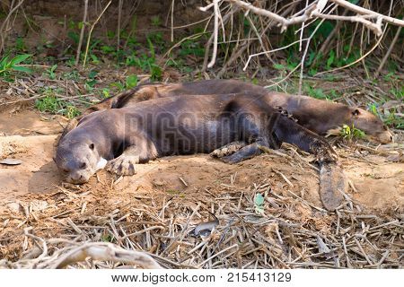 Giant Otter From Pantanal, Brazil