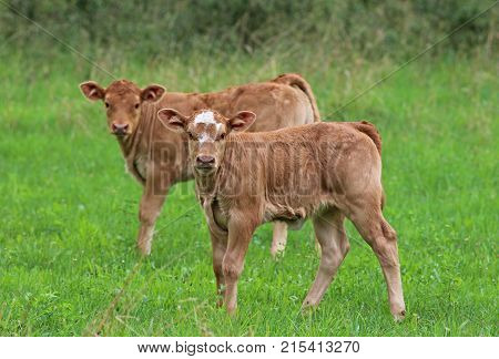 two brown calfs on a pasture Simmental cattle