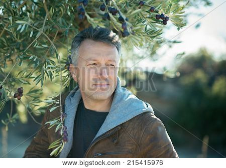 Handsome man posing in olive trees garden. Male portrain over mediterranean olive field ready for harvest. Confident mature man in spanish olive's grove with ripe fresh olives.