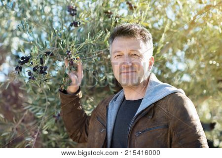 Handsome man posing in olive trees garden. Male portrain over mediterranean olive field ready for harvest. Confident mature man in spanish olive's grove with ripe fresh olives.