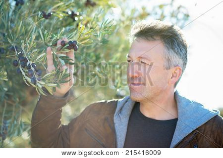Handsome man posing in olive trees garden. Male portrain over mediterranean olive field ready for harvest. Confident mature man in spanish olive's grove with ripe fresh olives.