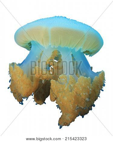 Jellyfish isolated on white background