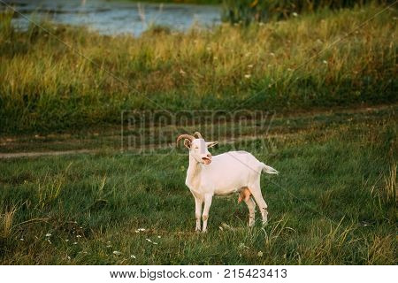 Bleating Goat On Green Summer Grass On A Sunny Evening. Goat Eating A Grass On A Green Meadow. Farm Animal.