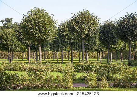Equal ranks of trees and bushes in the park