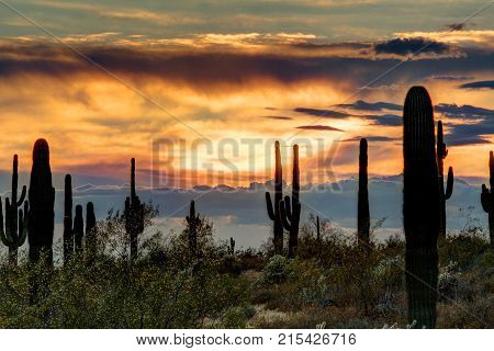 The sun setting on the Sonoran desert with cactus.