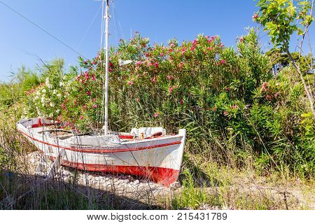 Overgrown in weed old wooden sailboat is dry docked withdrawn to the beach.