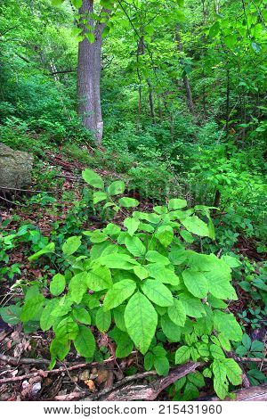 Lush green of the forest understory at Mississippi Palisades State Park in Illinois