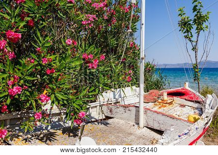 Overgrown in weed old wooden sailboat is dry docked withdrawn to the beach.