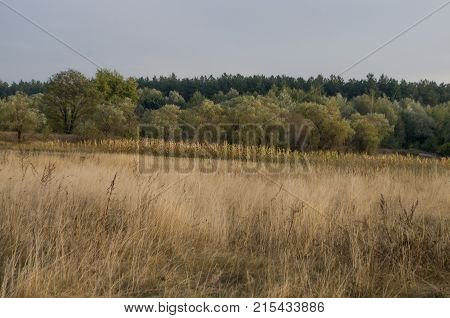 Сornfield in the early autumn. Dry plants around. Green trees far away. Morning