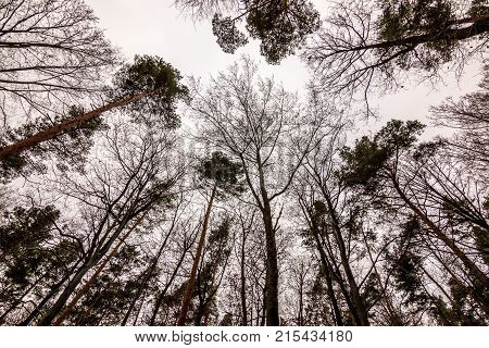 High trees and white sky in the middle of the forest