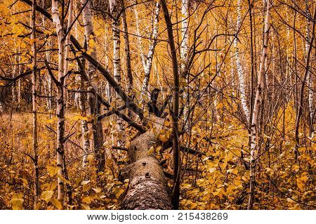 fallen thick tree in the middle of thin birch trees with orange leaves a bright background of wildlife