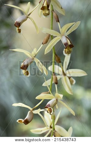 brown and white orchid flowers of species coelogyne massangeana