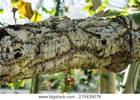 tree trunk and leaves of rhipsalis baccifera cactus also known as Spaghetti cactus cactaceae