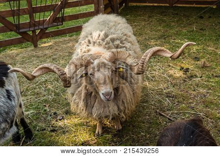Shaggy racka sheep with big twisted horns