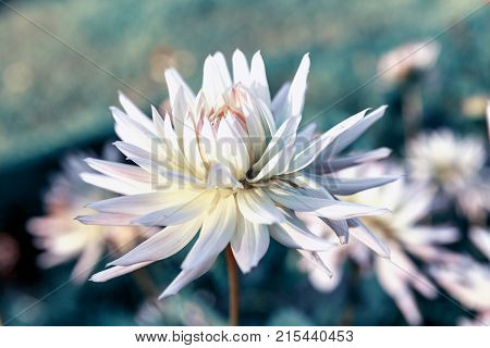 Colorful lightof dahlia and green leaf with sun light and color effect. Shallow depth of field