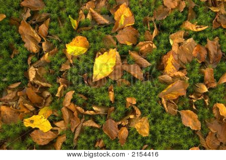 Woodland lattia