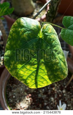 big leaf in ton pot of chasmanthera dependens tropical plant