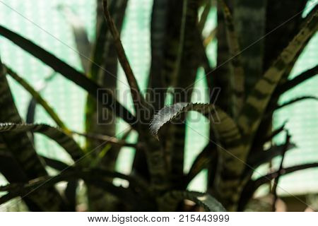 billbergia zebrina plant close up view in garden
