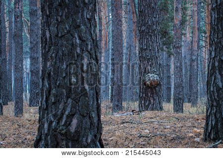 mysterious evening forest trunks of tall pines wonderful and breathtaking wildlife background