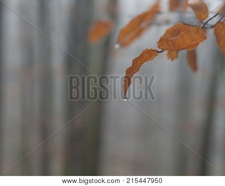 Orange Beech Tree Leaves With Rain Drop Defocused Mist Forest Background