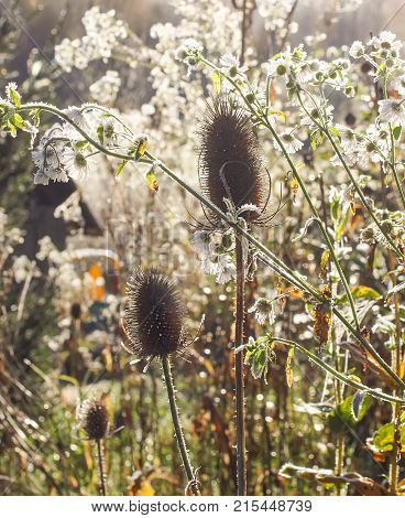 Dipsacus fullonum or teasel plants at sunrise in autumn park.