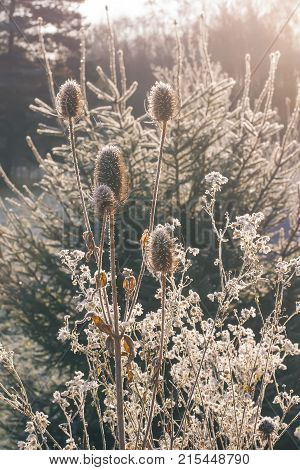 Dipsacus fullonum or teasel plants at sunrise in autumn park.