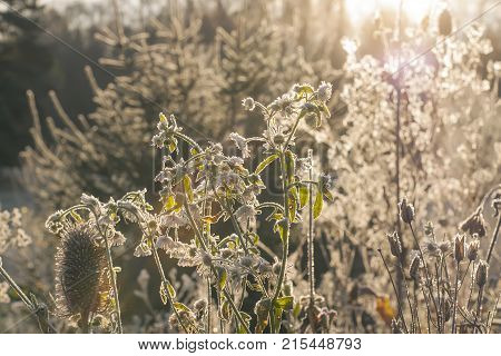 Dipsacus fullonum or teasel plants at sunrise in autumn park.