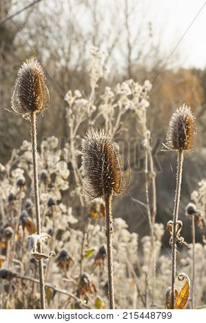 Dipsacus fullonum or teasel plants at sunrise in autumn park.