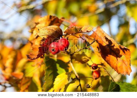 Midland hawthorn or Crataegus laevigata ripe red berries on tree branch in autumn park.