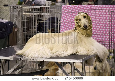 MALAGA SPAIN-NOVEMBER 25: We see in the image a cream-colored afghan greyhound he has a hair protector on his head he is lying on a canine hairdresser's table On November 25 2017 in MalagaSpain.