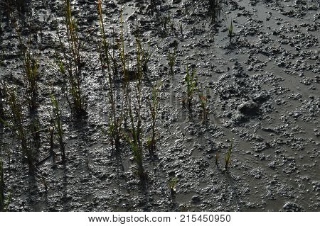 marsh grass plants in pluff mud in sun