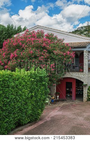 Oleander full of flowers in front of a house in the village Saint Montan in the Ardeche region of France