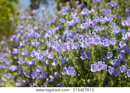 Closeup of blue and green flower in daylight
