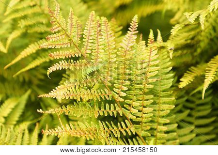 Closeup of green fern plant in daylight