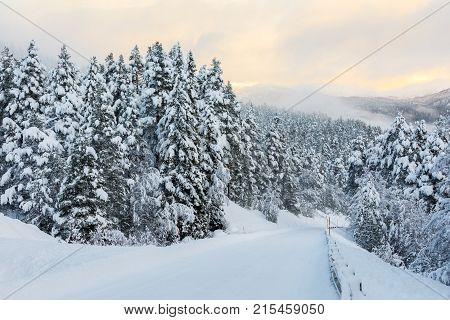 Christmas background with a road leading through a forest of snowy fir trees in Brokke, Norway