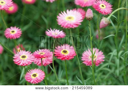 Everlasting pink Hepticum roseum flowers in the flowerbed
