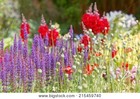 Beautiful lilac and red flowers in a flowerbed