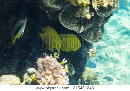 Bright fish on the crest of the coral. Thalassoma rueppellii