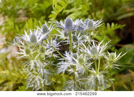 Sea Holly plant green leaf in the background