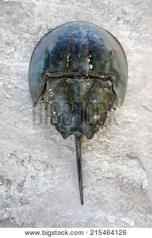 The female horseshoe crab (Limulus polyphemus)  
