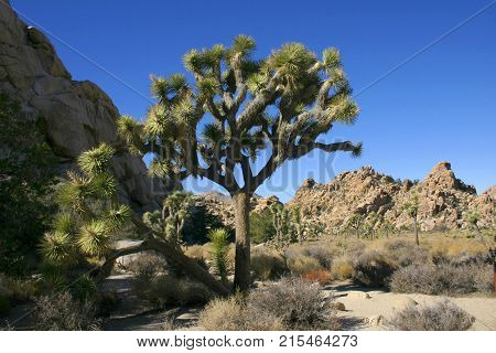 Joshua Tree (Yucca brevifolia) in the national park Joshua Tree